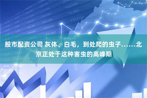 股市配资公司 灰体、白毛，到处爬的虫子……北京正处于这种害虫的高峰期